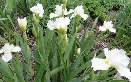 2 Tall Bearded IRIS ~ Beautiful Ruffled WHITE ~ 2 PLANTS gallery