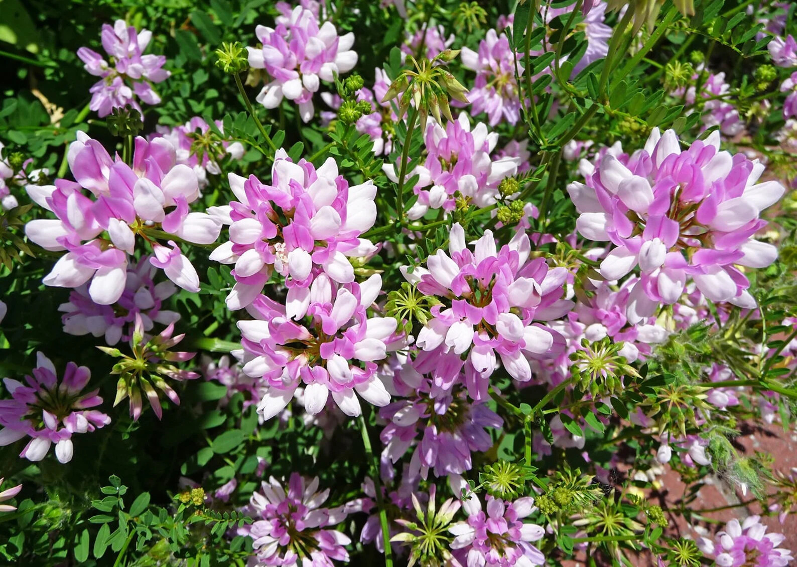 Crown Vetch Seed gallery