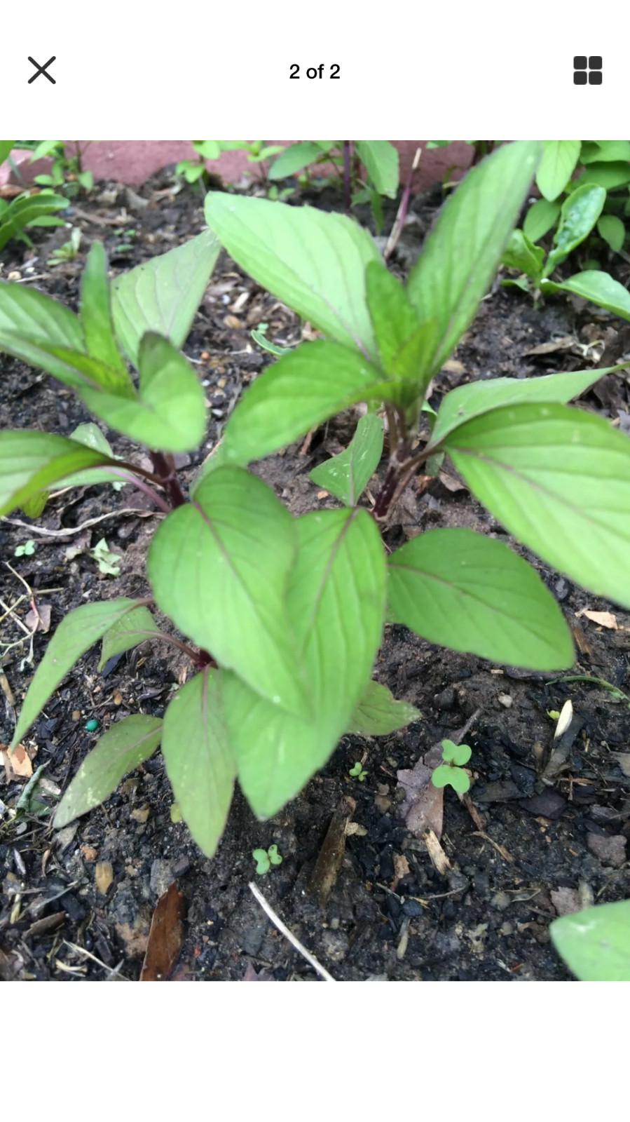 5 Chocolate Mints Rau hung cay Culinary Herbs Mentha perennial flower herb COL gallery