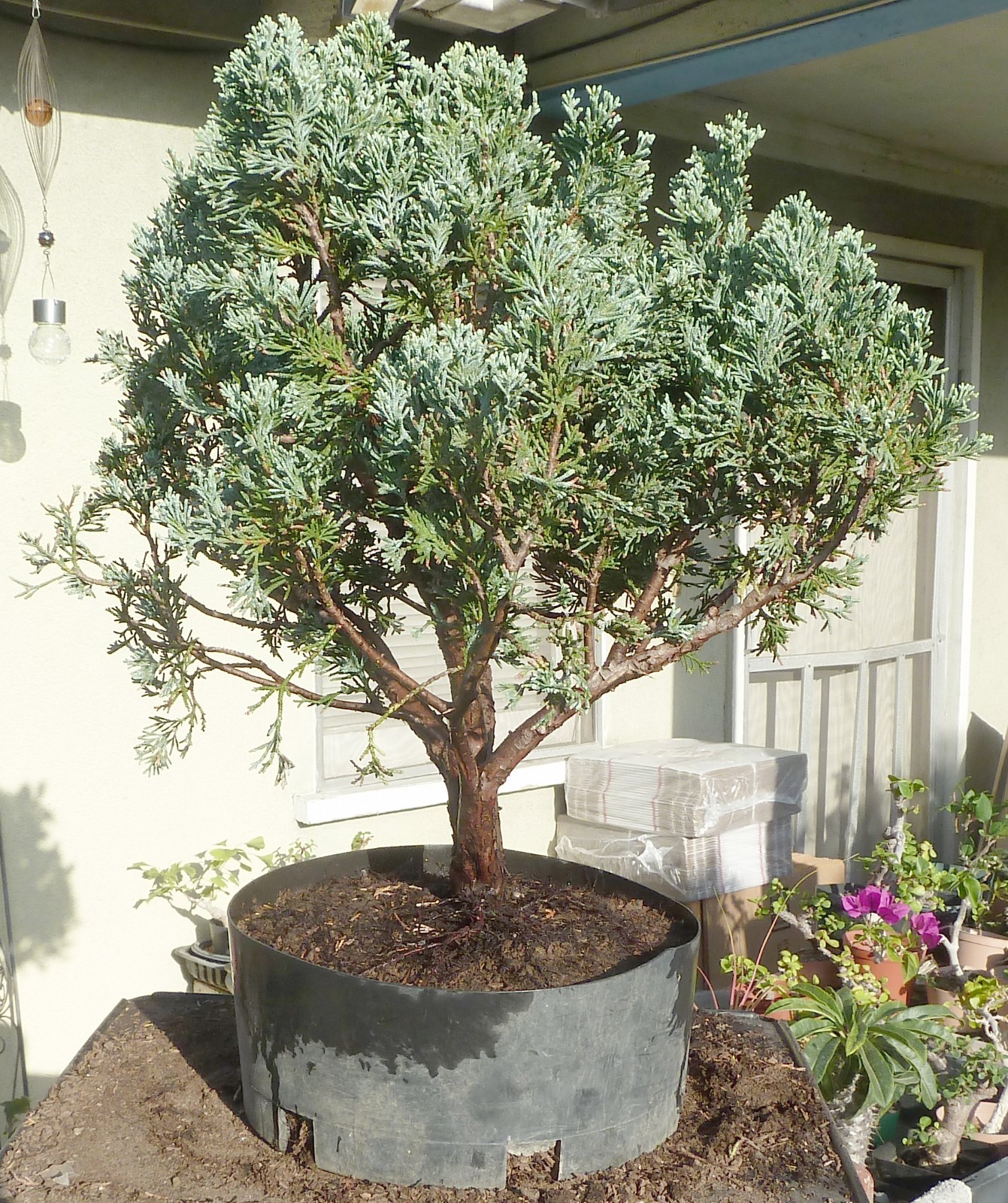 Moonglow Juniper Pre Bonsai Raft Dwarf Kifu Fat Trunk Juniperus gallery