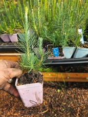 ONE SMALL live LODGEPOLE PINE TREE sapling evergreen conifer in 3″ pot