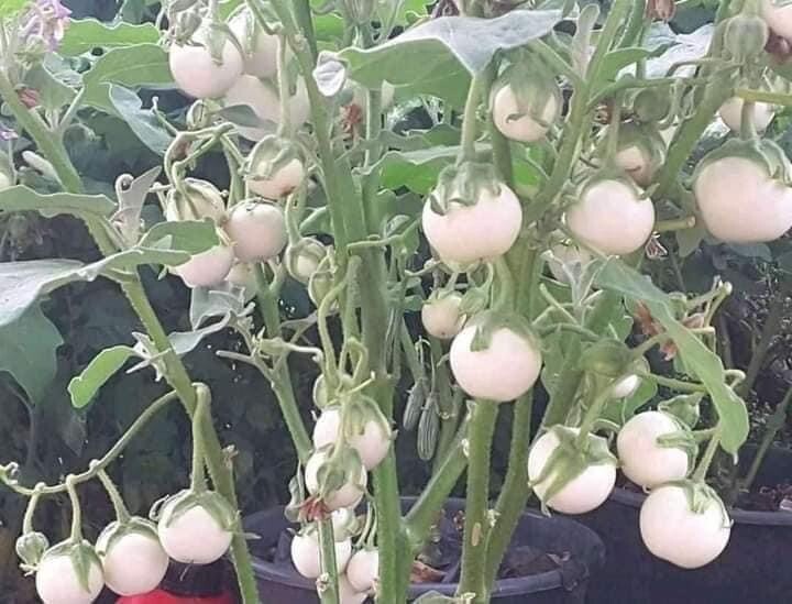 100+PCS WHITE ROUND EGGPLANT SEEDS, CÀ PHÁO TRẮNG gallery