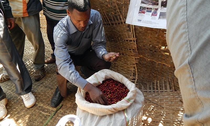 Coffee Beans Sumatra SHB Roasted Medium Daily 2 Bags 1 Pound Each gallery