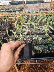 one medium silver dollar eucalyptus tree growing in 4″ pot gum koala