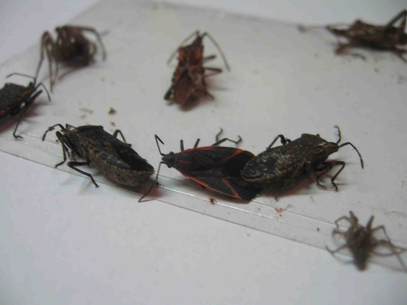 10 pk Stink Bug Trap / Strip, Asian Beetle, Lady Bug, Spider / Cricket, USA gallery
