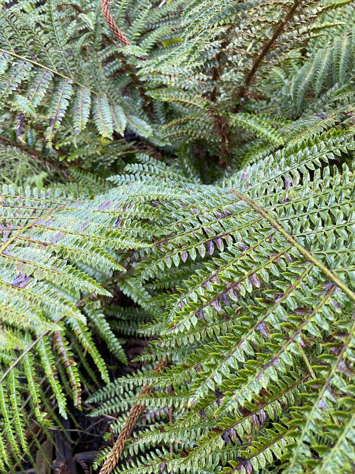 Polystichum polyblephorum | Japanese Tassel Fern | 250 Spores gallery