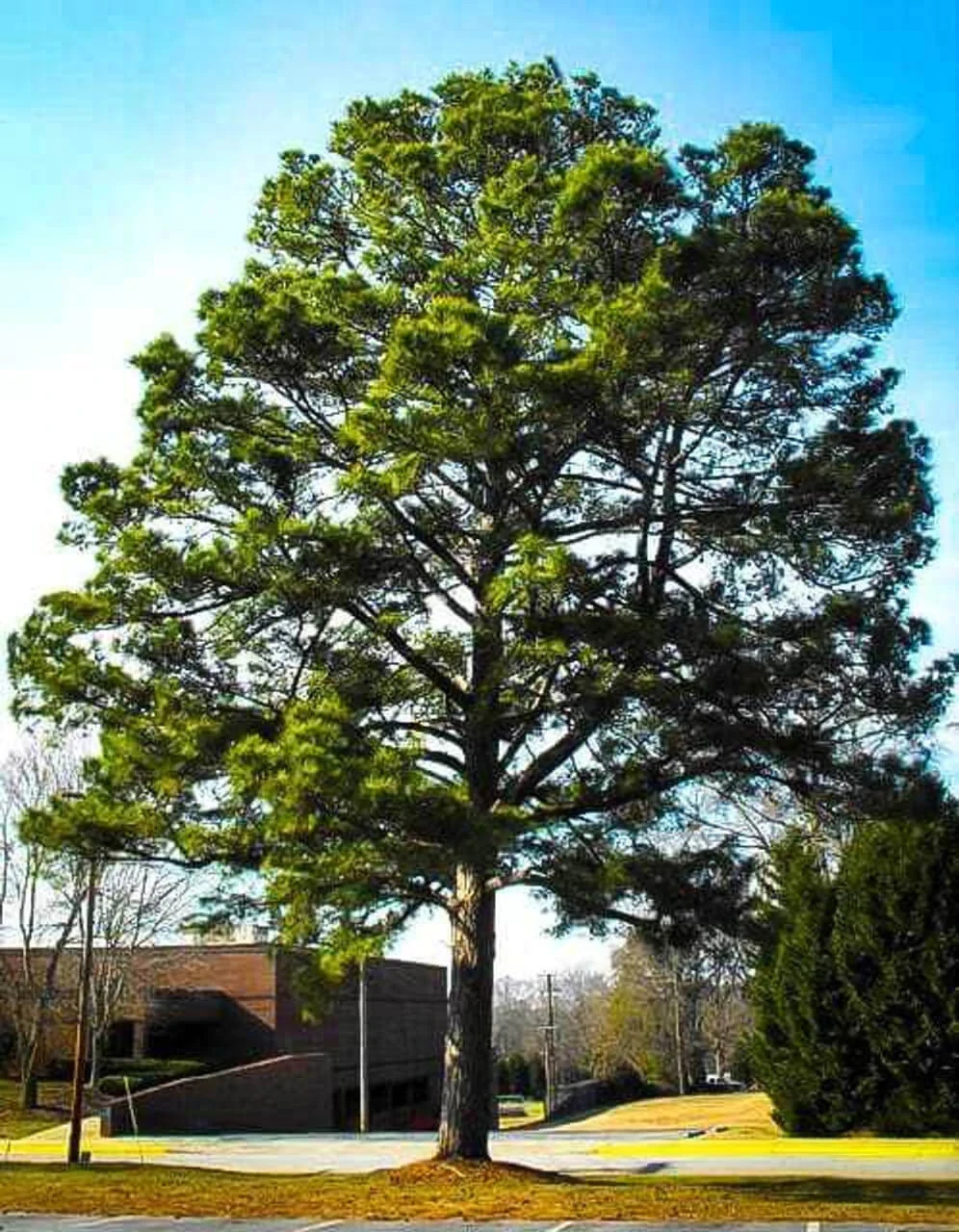Loblolly Pine Tree, Live Plant, 5" Pot (not bare root) gallery
