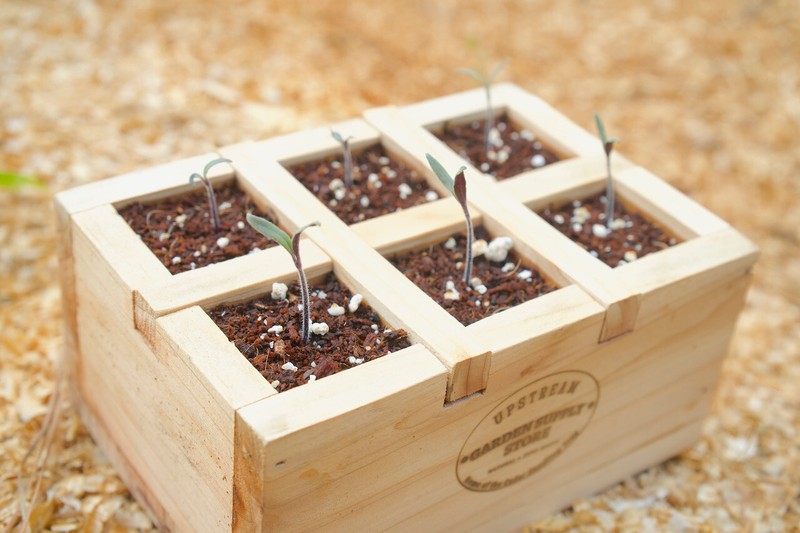 6-Cell Cedar Seedling Tray & Planter *Handmade in USA* The WORLDS FIRST EVER gallery