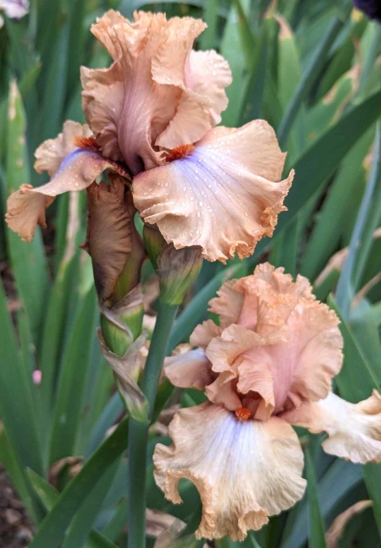 'Audacious Amber' ' TB Bearded Iris Rhizome PRE-SALE to Ship Aug/Sept gallery