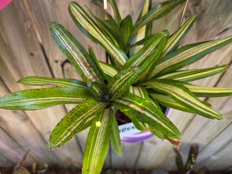 Neoregelia WHATEVER Bromeliad one tropical plant **SMALL** gallery