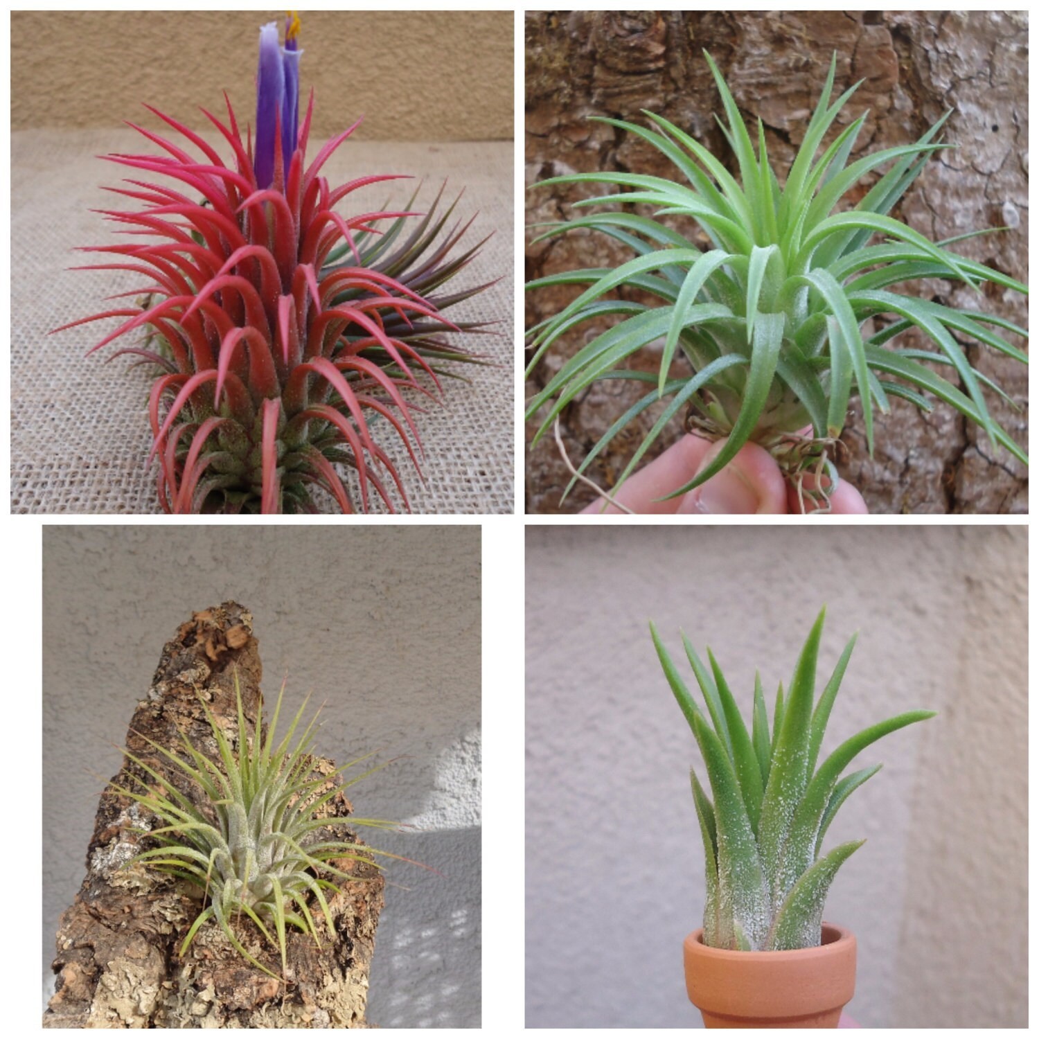 Tillandsia Ionantha Assorted 3 Pack Color Changing Air Plants gallery