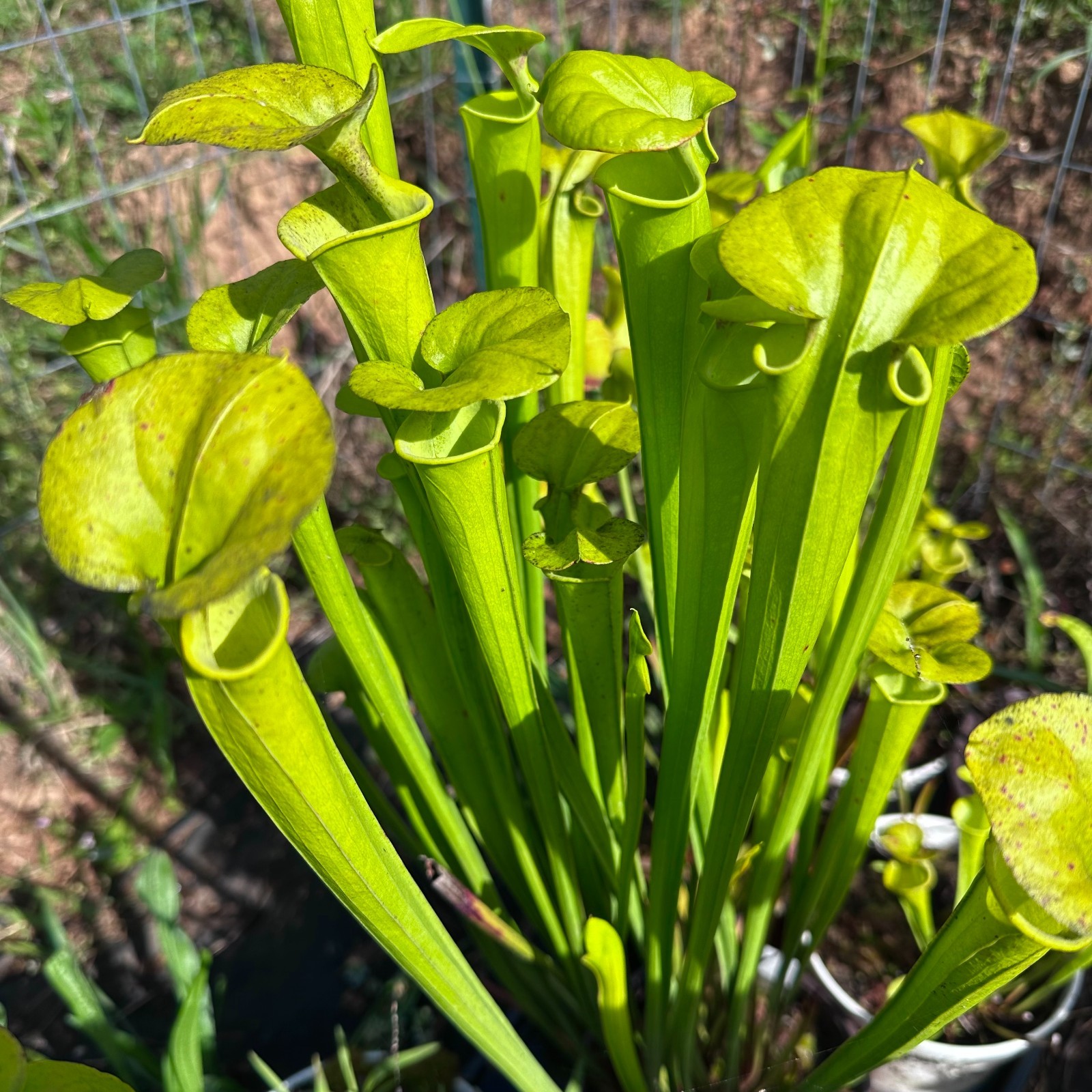 Sarracenia flava var. maxima - Craven Co, NC. - Rooted Division - MW gallery