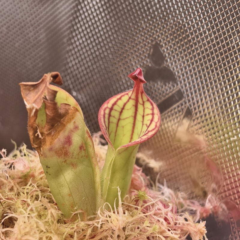 Heliamphora Macdonaldae - AW - Clone 1 gallery