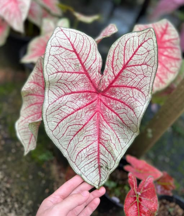 Caladium ‘Southern Charm’ – Size #2 Bulbs (4 Bulbs, 1-1.5") – For Sun or Shade gallery