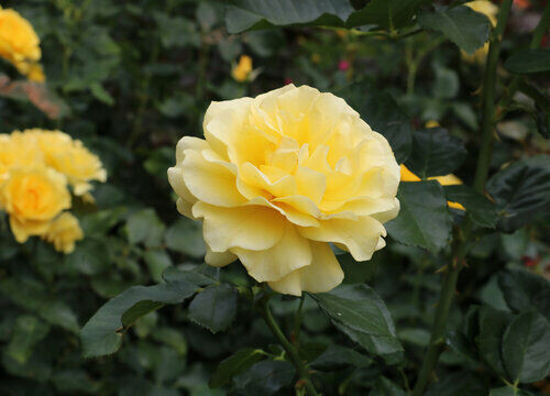 Sunsprite Floribunda 5 Gal Deep Yellow Live Bush Plants Shrub Plant Fine Roses gallery