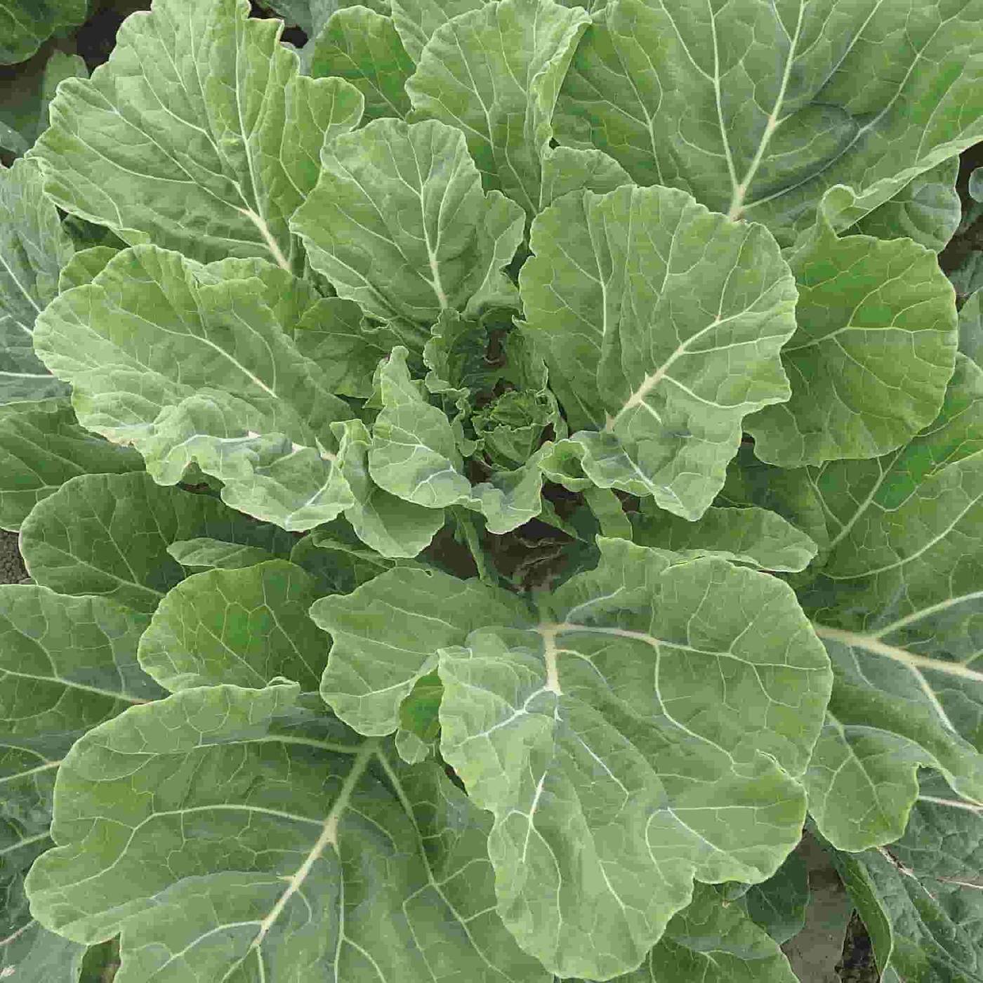 Georgia Southern Collard Seeds, NON-GMO, Creole, Variety Sizes, FREE SHIPPING gallery