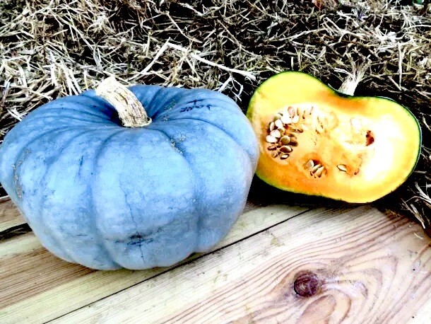 20 Blue Pumpkin Seeds | Jarradale Queensland Cinderella Doll|RARE|free Shipping! gallery