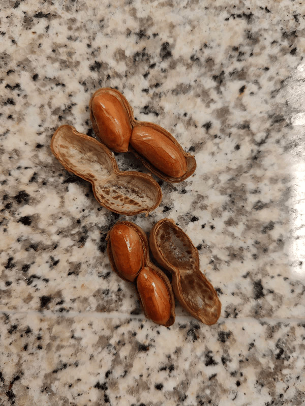 Boiled Peanuts: Porter's (almost famous) Boil-The-Bag Peanuts [2 bags] gallery