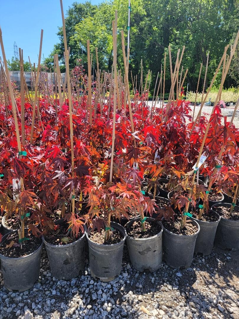 Fireglow Upright Red Japanese Maple - Live Plant - ( 2.5 QT ) gallery