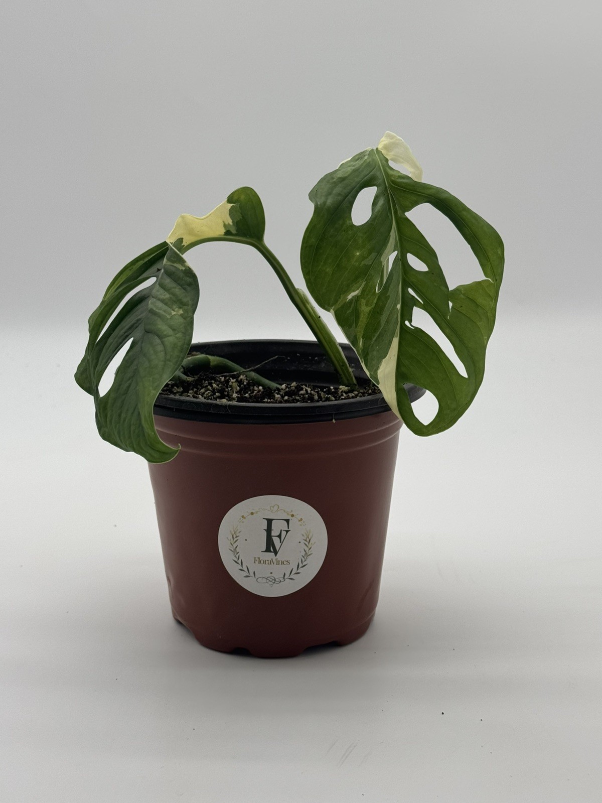 Monstera Adansonii Albo Variegated Live Plant 6" Pot Rare Swiss Cheese Plant gallery