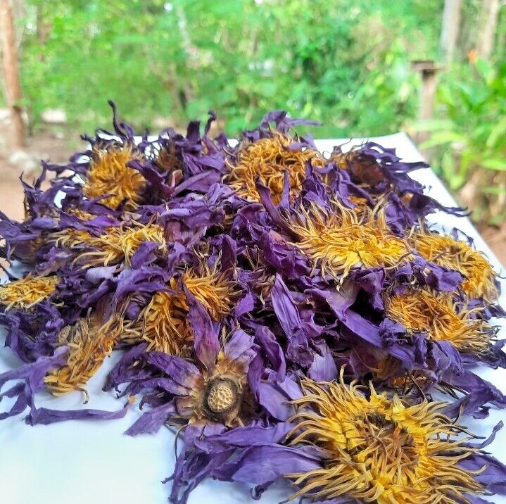 Dried Blue Lotus Flower Nymphaea Caerulea Natural Hand Picked Herbal Flowers *** gallery