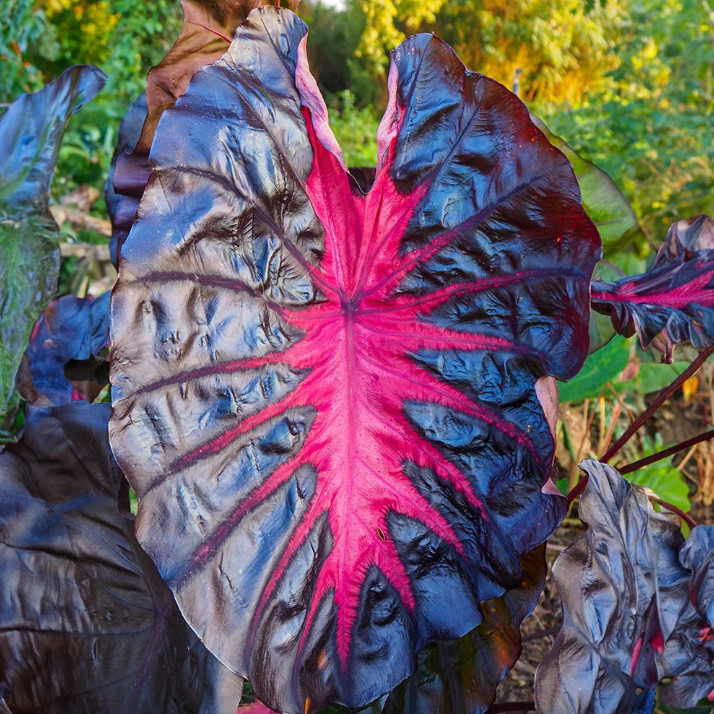 Colocasia Redemption Plant - 5-10" Tal - Dark Red Elephant Ear Tropical Plant gallery
