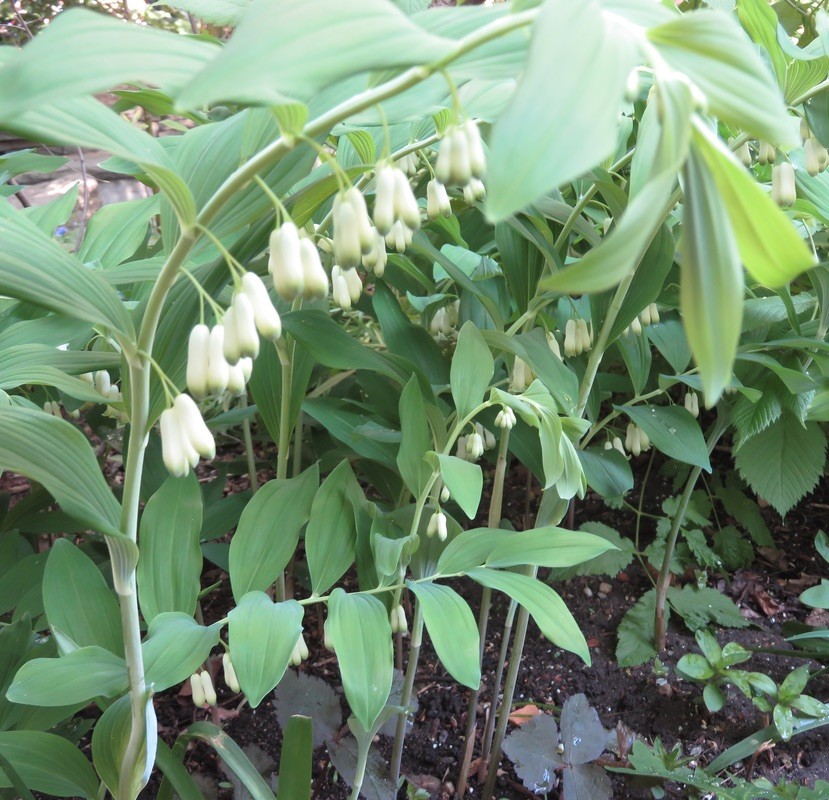 True Solomon Seal 10 Bare Live Roots (Polygonatum Biflorum) Native Wildflower gallery