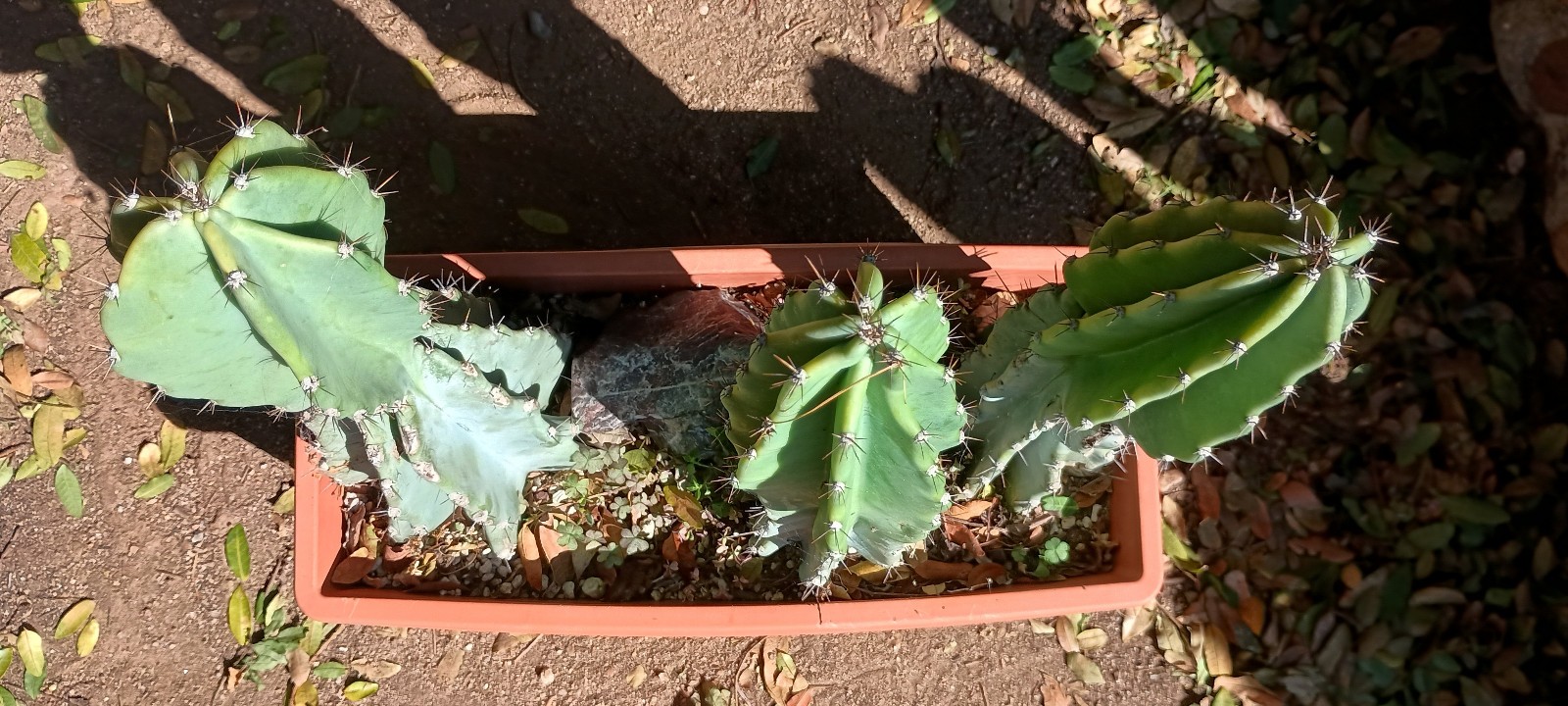 Cereus Peruvianus 'Peruvian Apple' 14" x 5" Thick Mature Blue Cactus gallery