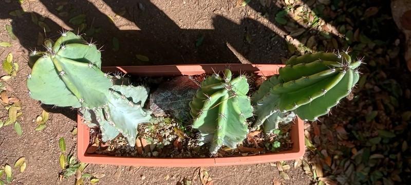 Cereus Peruvianus 'Peruvian Apple' 14" x 5" Thick Mature Blue Cactus gallery