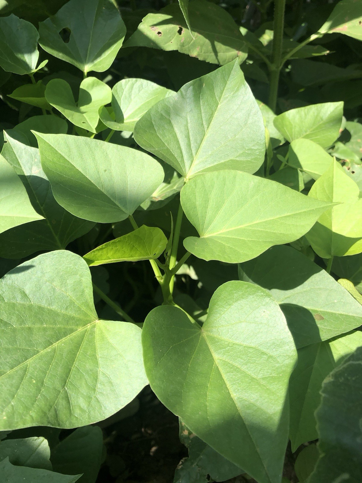 10pcs Sweet Potato Slips White Sweet Potato Cutting Vines Ready To Plant gallery