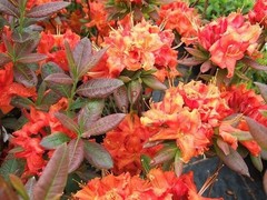 ( 1 ) – Fireball Deciduous Azalea – Starter Plant ( L7 ) ( 1 live plant )