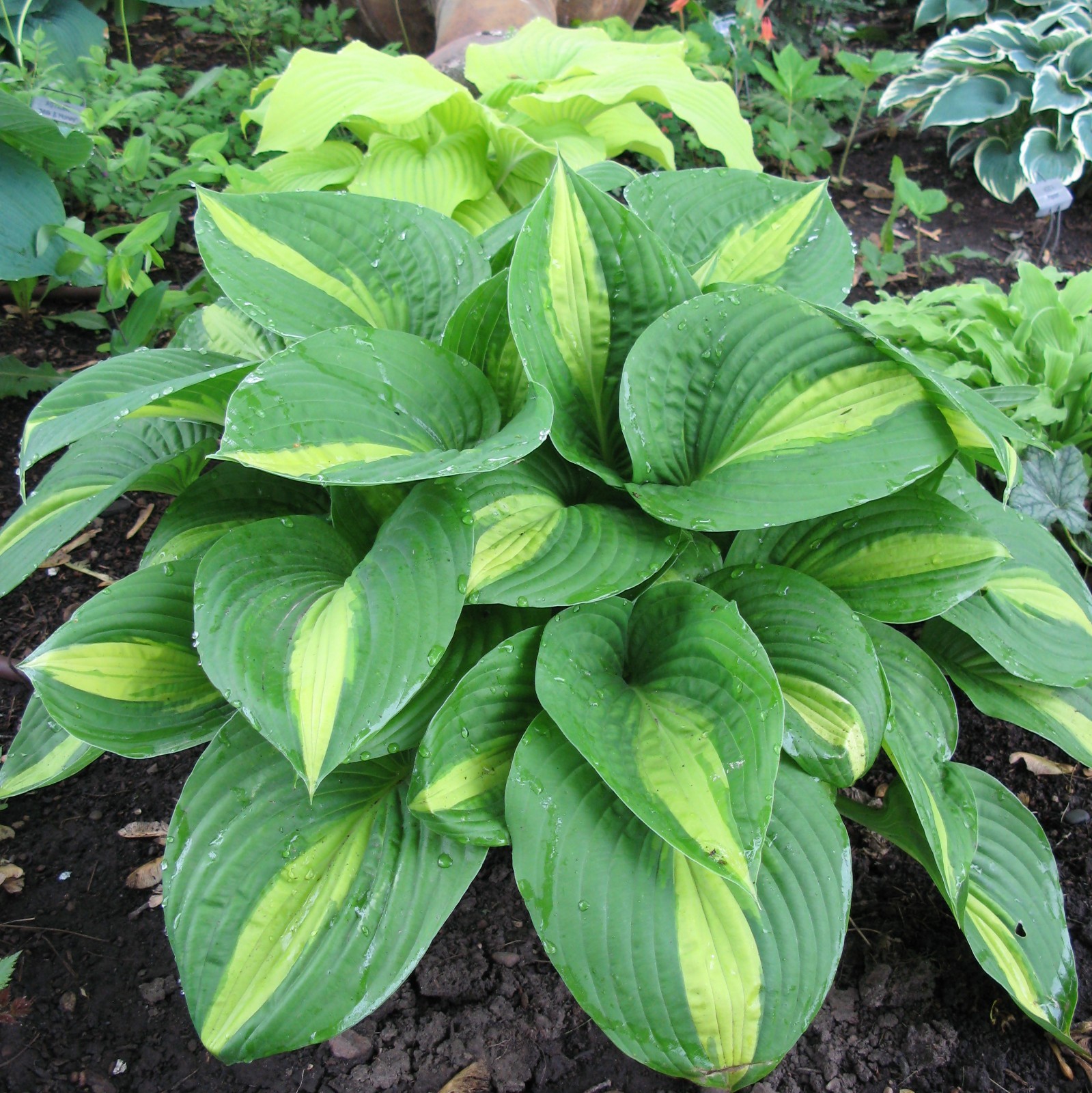 hosta ANN KULPA medium shiny thick pointed 2.5" pot = 1 Potted Garden Plant gallery