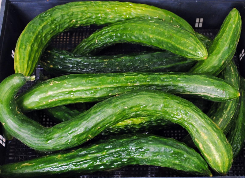 100+ Suyo Long Cucumber Seeds - Heirloom - Non GMO - Organic - Genuine -----RARE gallery