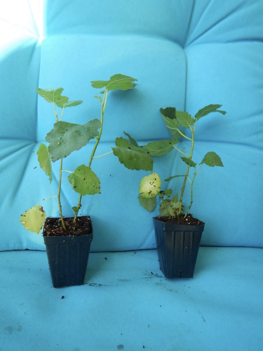 Beer’s Black Fig Tree SMALL ROOTED Starter Plant ~Ficus carica gallery