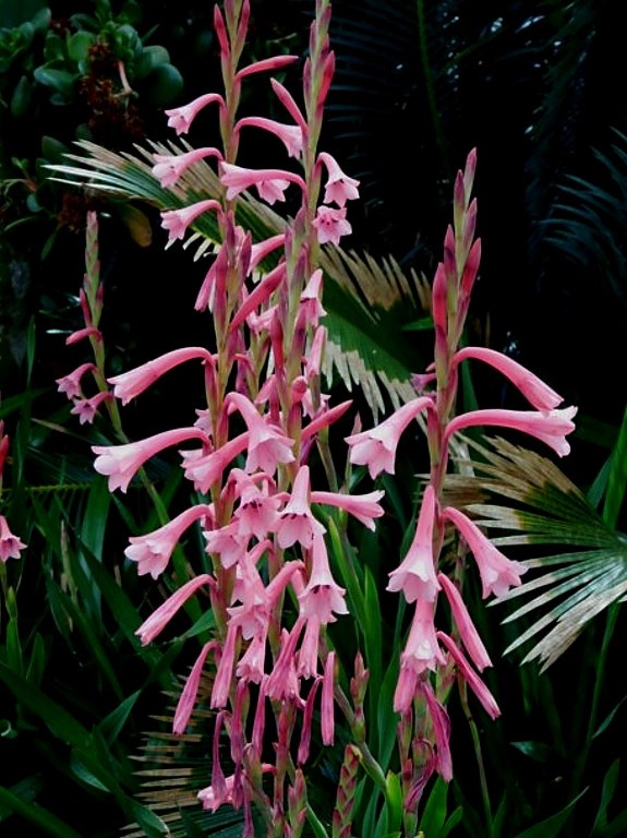 Watsonia aletroides RARE OFFERING SPRING BULB PLANTING SALE gallery