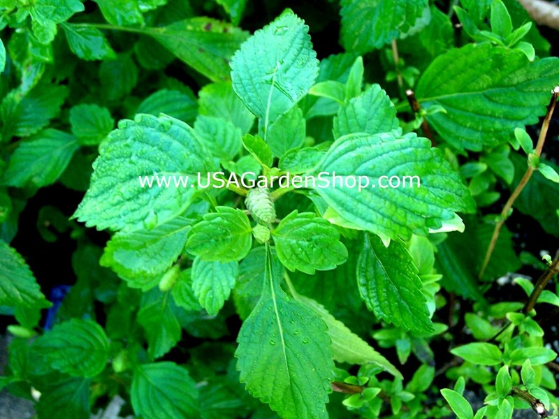 Spearmints, Chocolate Mints Live menthol Mints herb plant seed Peppermints 15 gallery