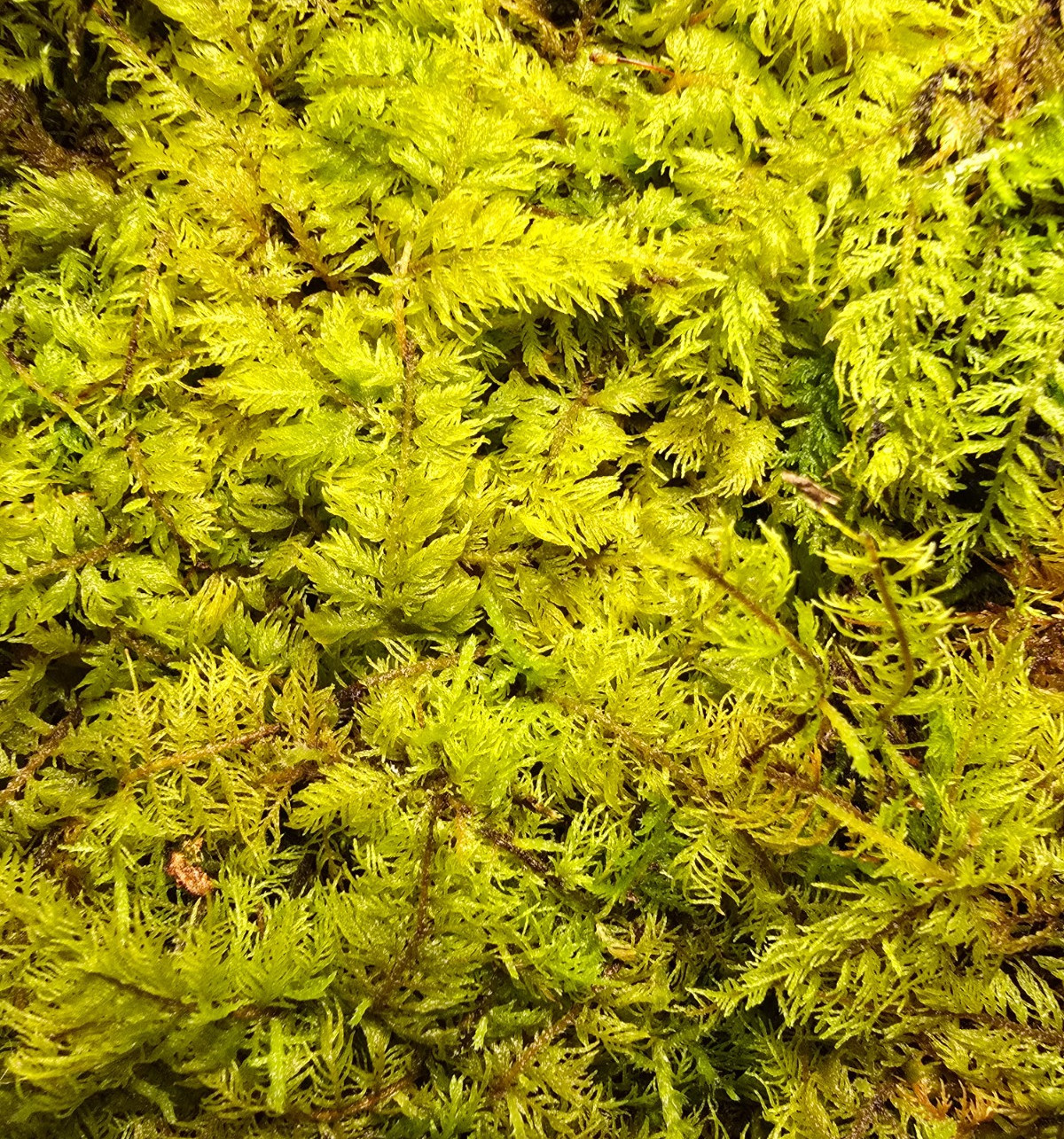 Thuidium Delicatulum, Fern Moss, Live Fresh Sheet Moss gallery