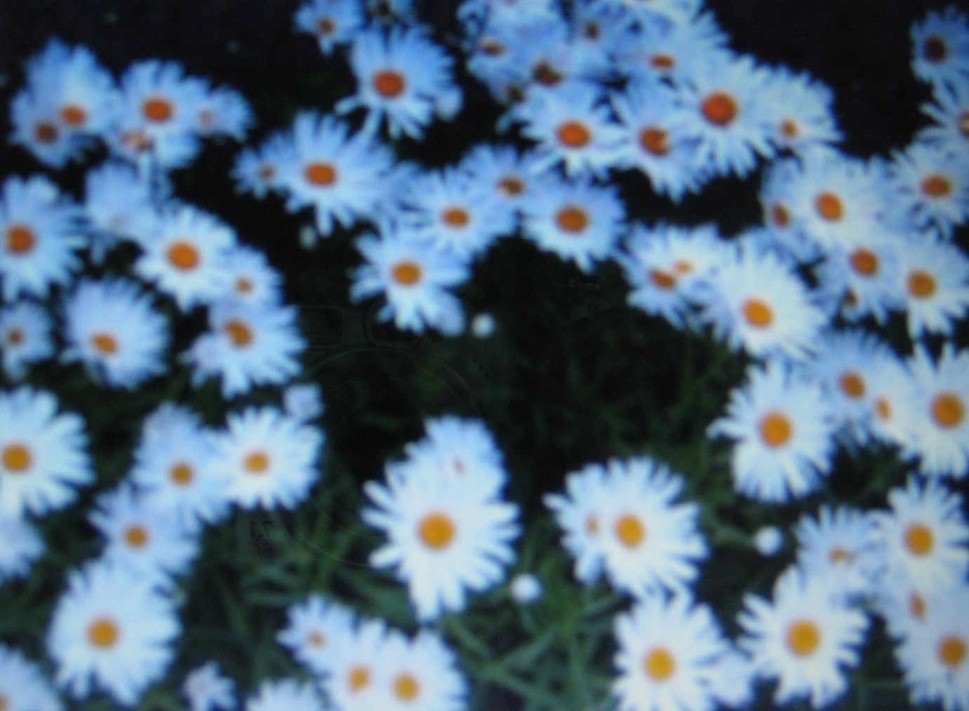 SHASTA DAISY * ALASKA * BELOVED FLOWER * ATTRACTS BUTTERFLIES * gallery