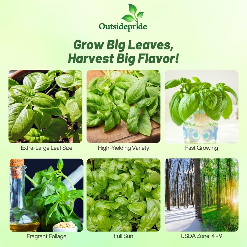 1 LB Basil Seed - Large Leaf Sweet Basil Herb Seeds gallery