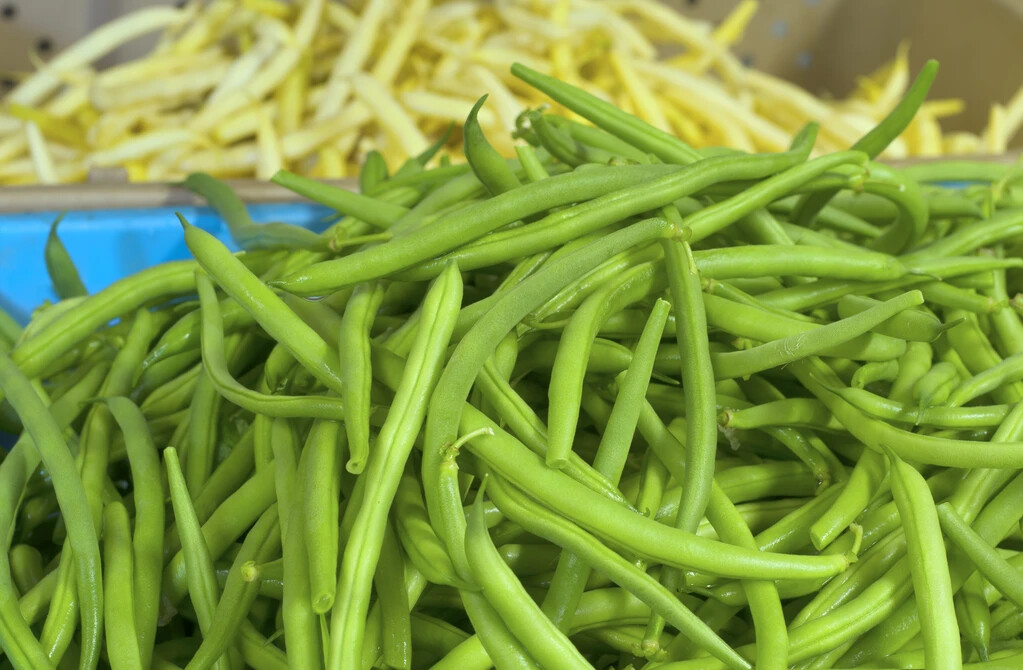 JADE SNAP BUSH BEAN 50+ SEEDS gallery
