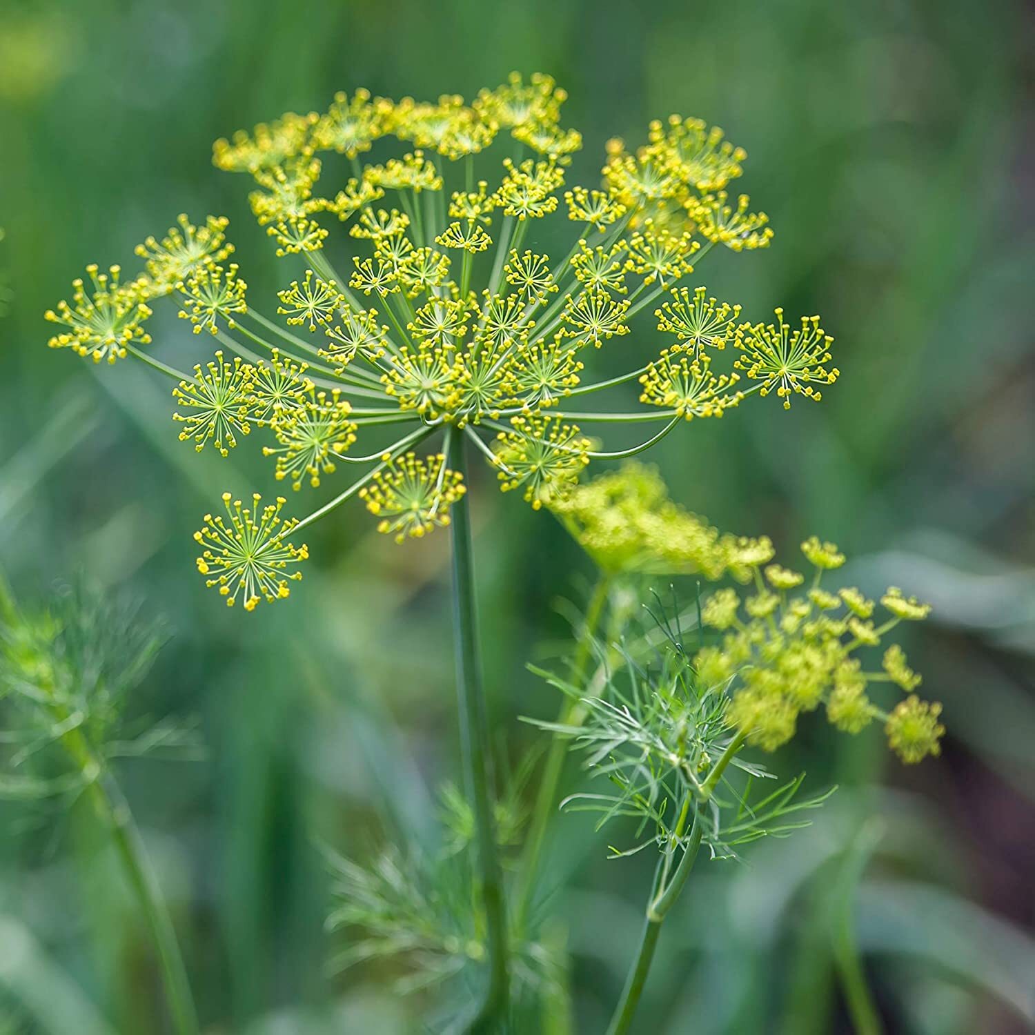 Herb DILL Culinary Black Swallowtail Butterfly Host Plant Non-GMO 500 Seeds! gallery
