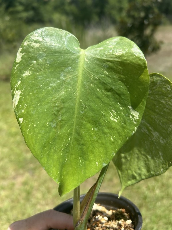 monstera mint variegated Live Plant gallery
