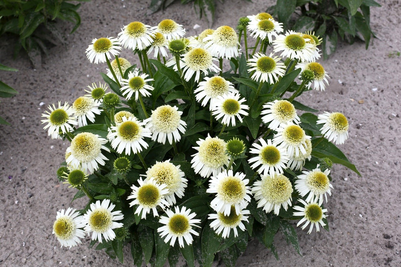 Delicious Creamy White Nougat Coneflower 30 seeds~The Brooklyn Botanical Gardens gallery