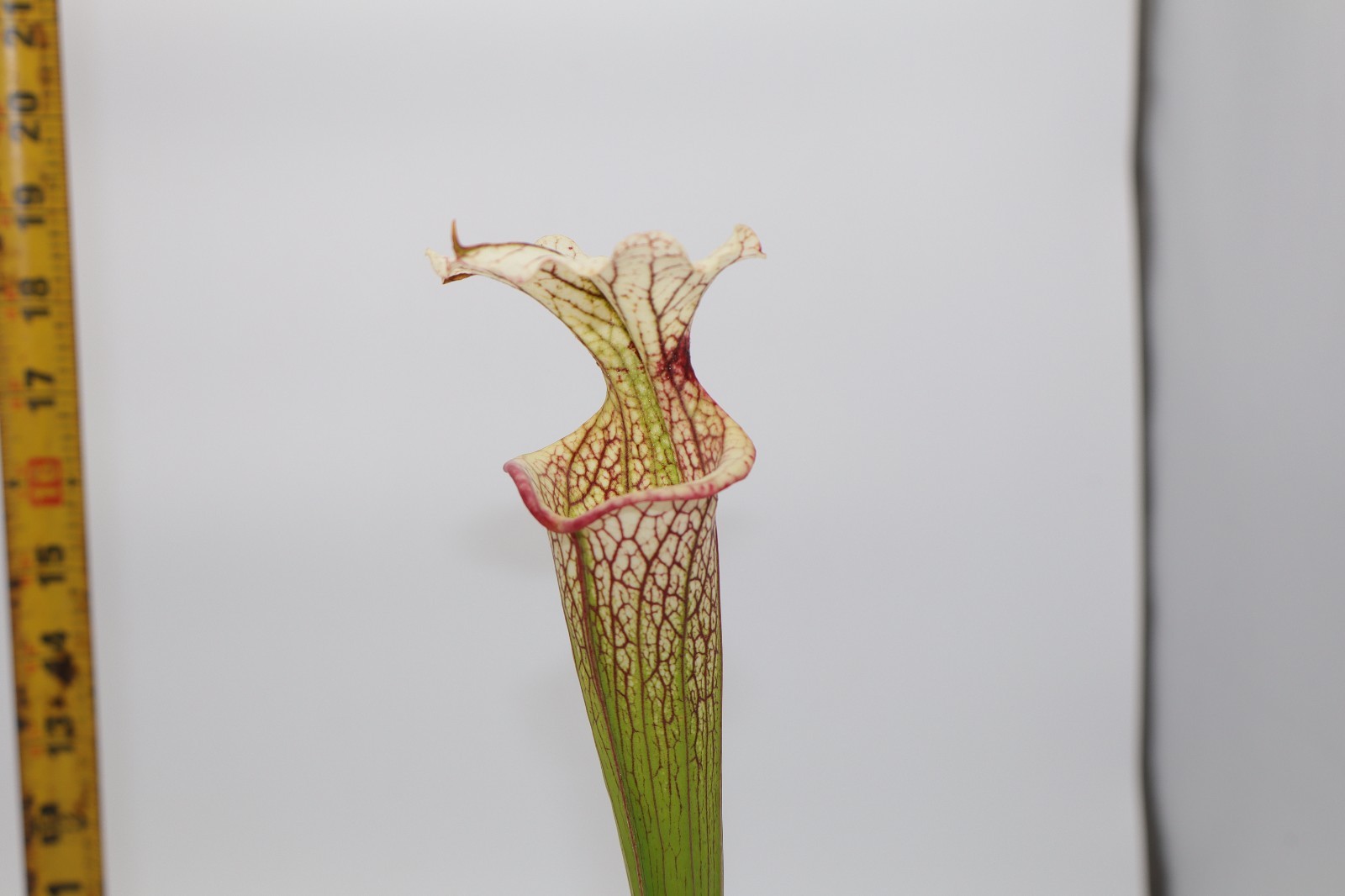 Sarracenia - "Pixie Stick" gallery