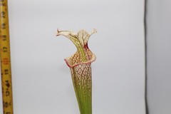 Sarracenia – “Pixie Stick”