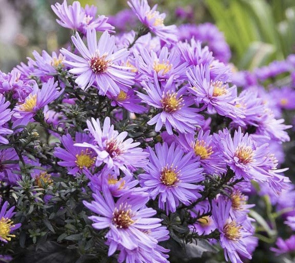 NEW ENGLAND ASTER SEEDS (Aster novae-angliae) | 500 Seeds , Perennial - USA gallery