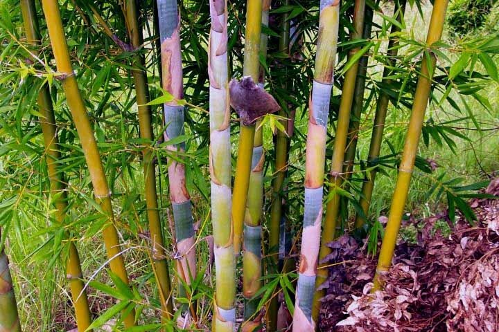 1 Division/Starter Size Plt -Oldhamii Giant Timber Bamboo / Bambusa Non-Invasive gallery