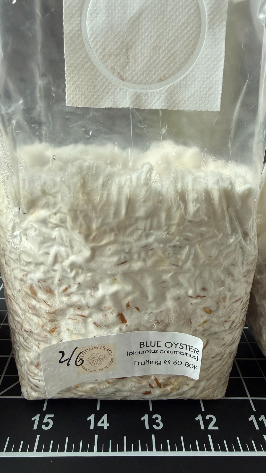 Colonized Mushroom Grain Spawn 1lb bags LIMITED quantity gallery