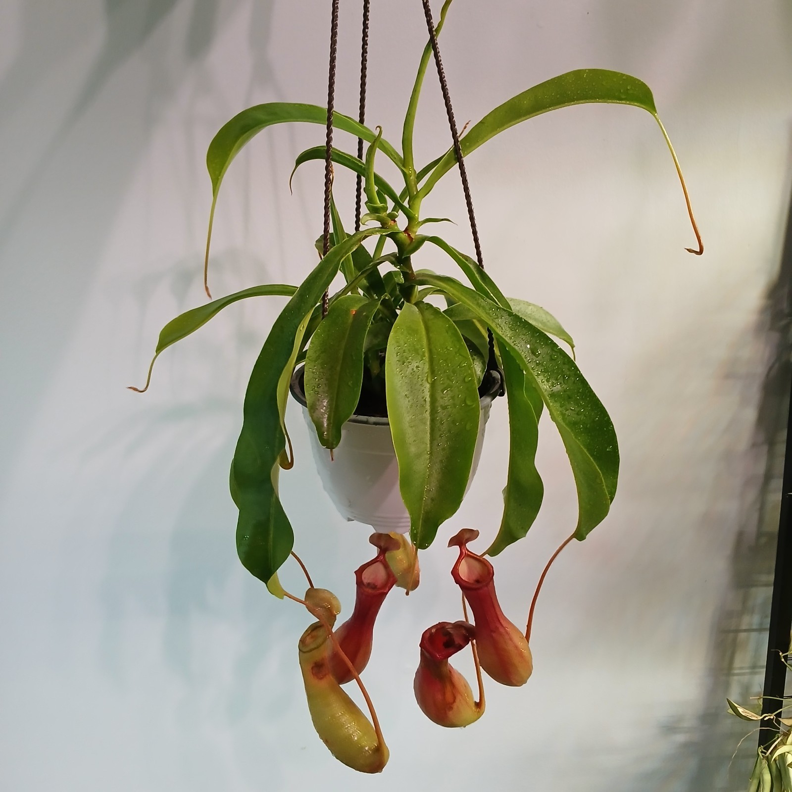 Pitcher Plant gallery