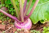 Seven Top Turnip Seeds, 500/1000/2000/4000+ Seeds, FREE SHIPPING gallery